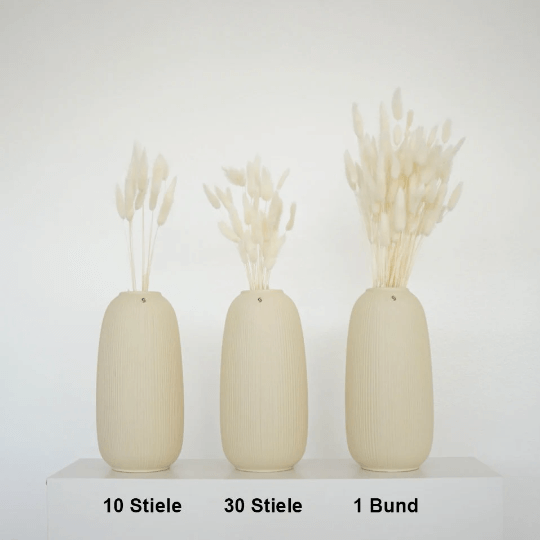 Lagurus | Samtgras | Hasenschwanz 60cm 