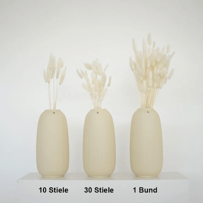 Lagurus | Samtgras | Hasenschwanz 60cm 