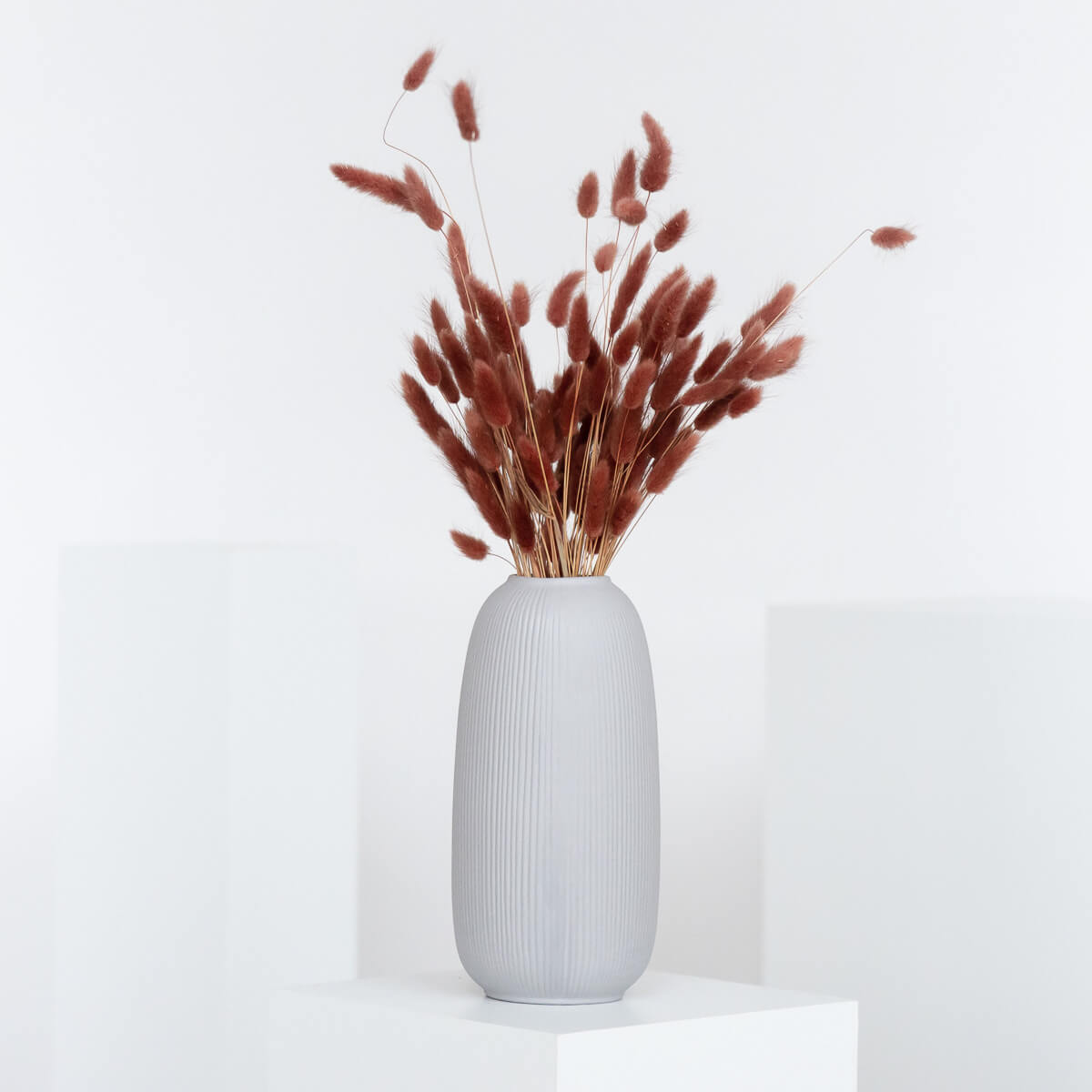 Lagurus | Samtgras | Hasenschwanz 60cm 