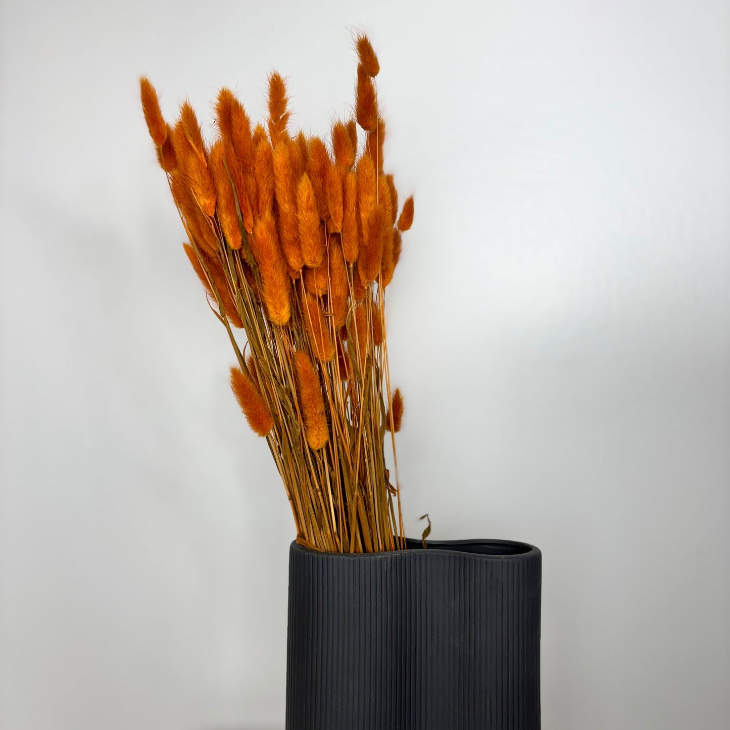 Lagurus | Samtgras | Hasenschwanz 60cm 