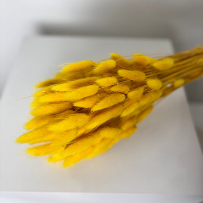 Lagurus | Samtgras | Hasenschwanz 60cm 