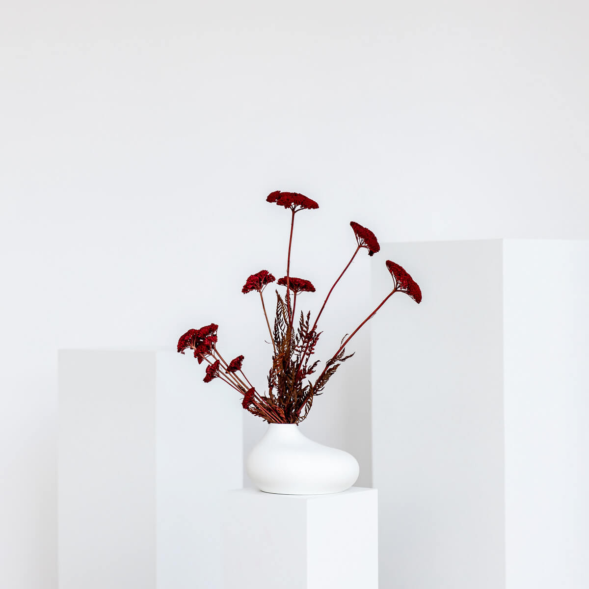 Schafgarbe getrocknet | Achillea 