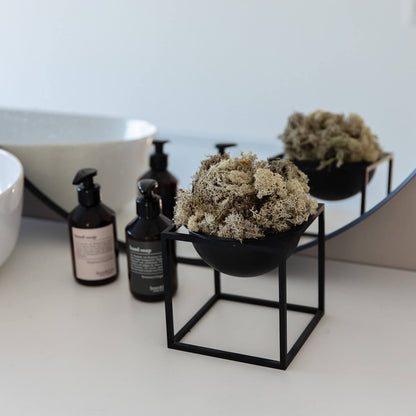 Reindeer Moss I Island Moos I Deko Moos 