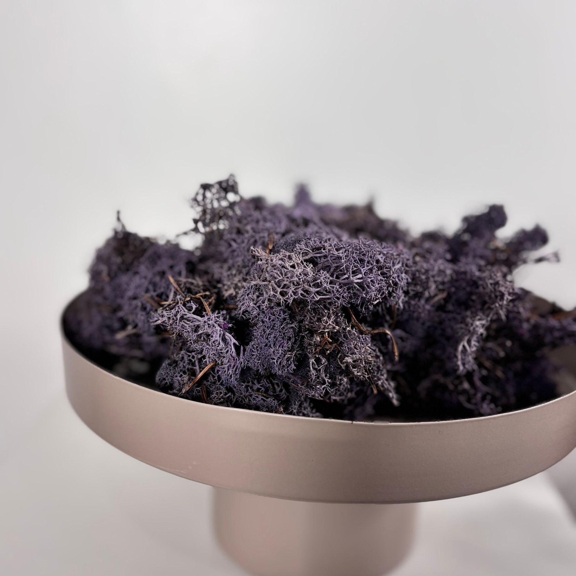 Reindeer Moss I Island Moos I Deko Moos 