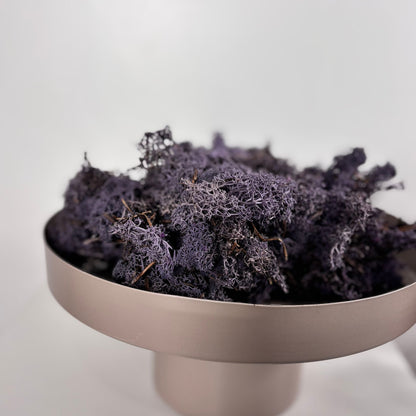 Reindeer Moss I Island Moos I Deko Moos 