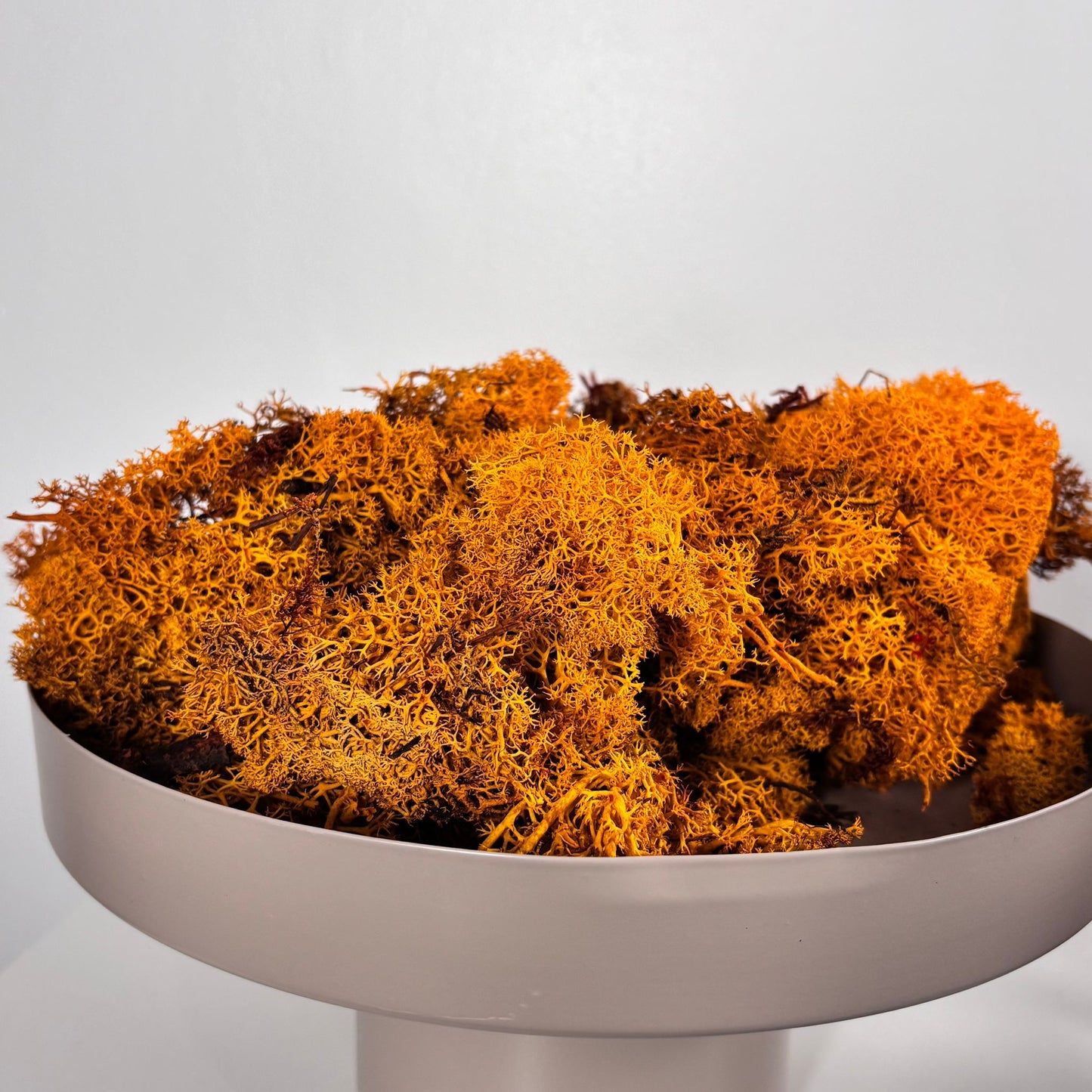 Reindeer Moss I Island Moos I Deko Moos 