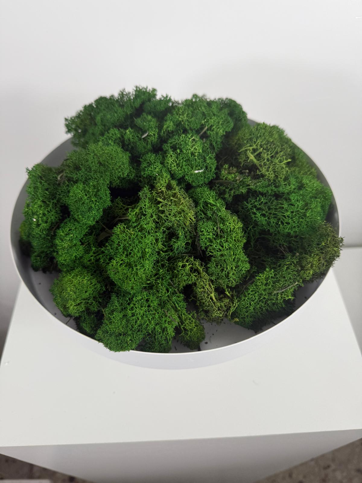 Reindeer Moss I Island Moos I Deko Moos 