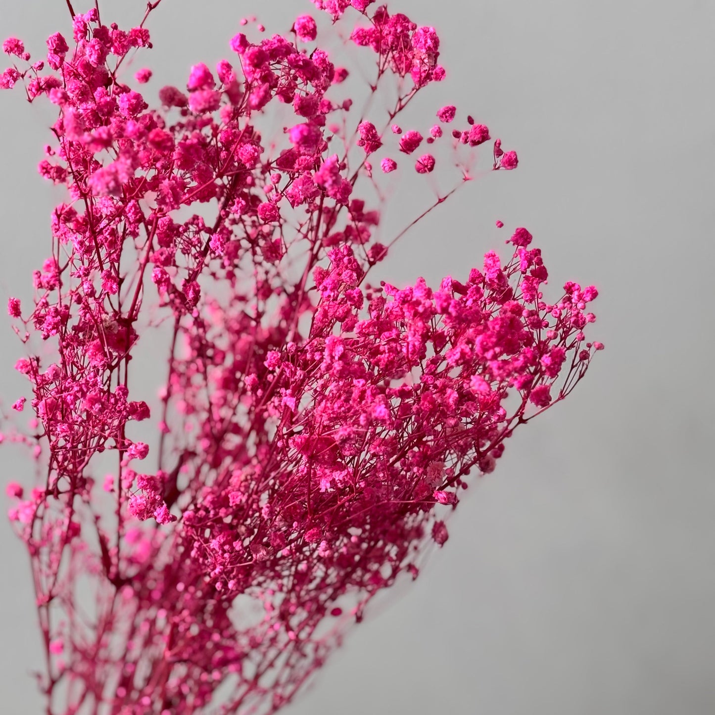 Gypsophilia | Schleierkraut: Ewige Schönheit für Deine Trockenblumensträuße und -kränze 