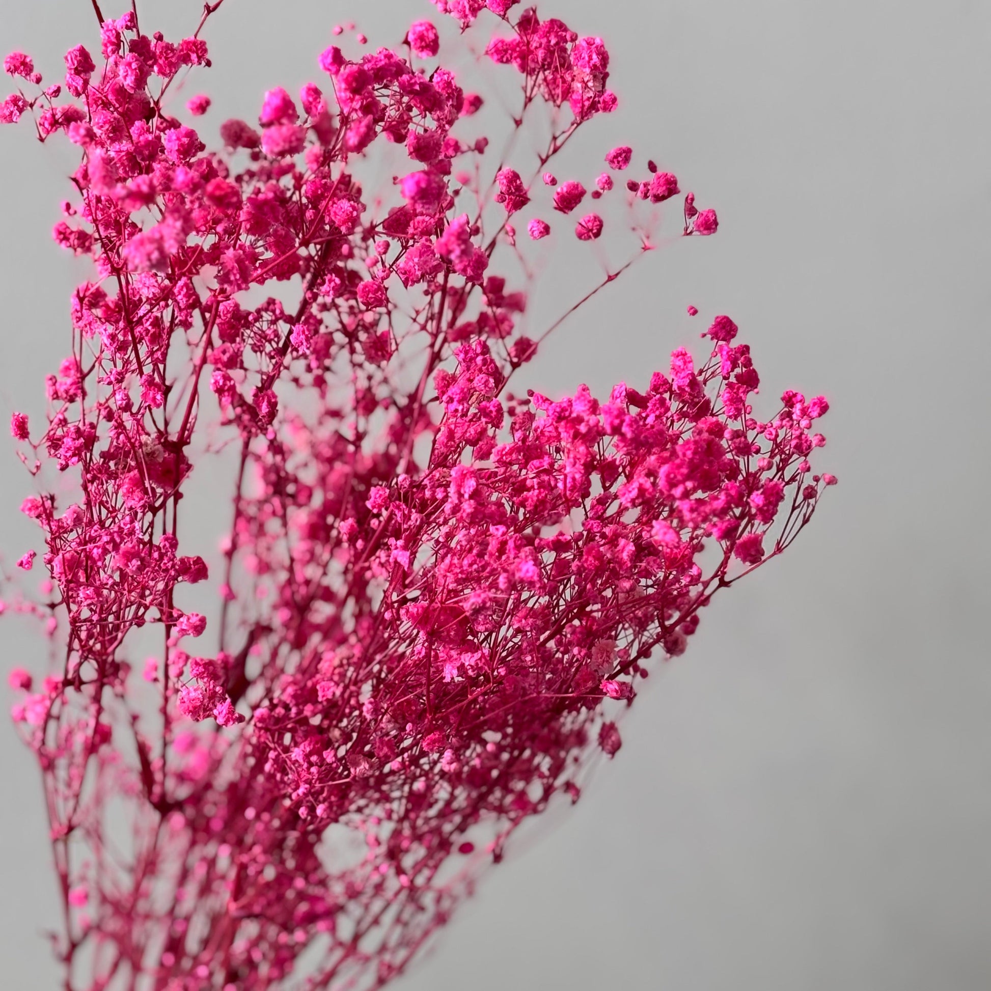 Gypsophilia | Schleierkraut: Ewige Schönheit für Deine Trockenblumensträuße und -kränze 