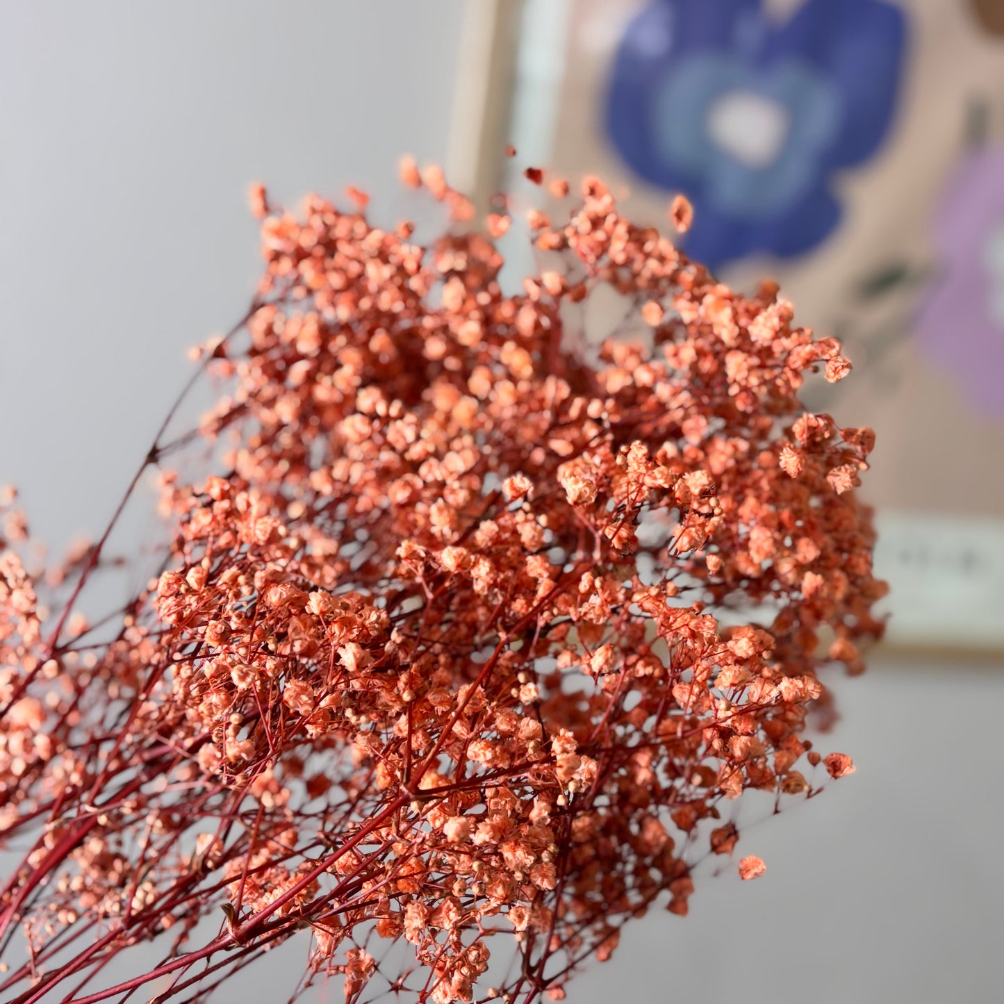 Gypsophilia | Schleierkraut: Ewige Schönheit für Deine Trockenblumensträuße und -kränze 