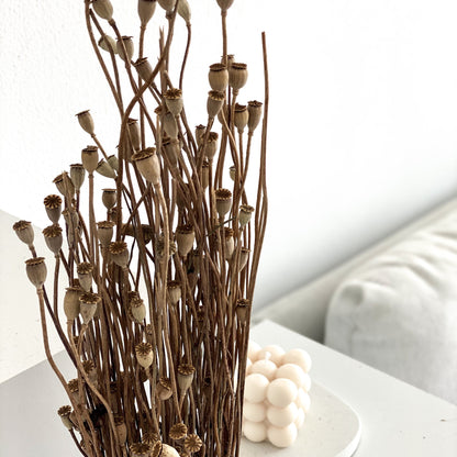 Mohnkapseln Mini - kleine Kapsel 