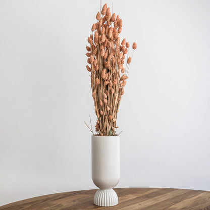 Phalaris I Kanariengras: Vielseitiger Allrounder für Deine Trockenblumen-Dekoration 