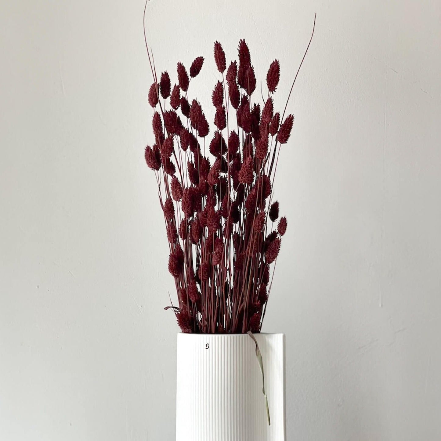 Phalaris I Kanariengras: Vielseitiger Allrounder für Deine Trockenblumen-Dekoration 