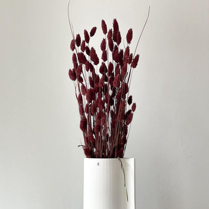 Phalaris I Kanariengras: Vielseitiger Allrounder für Deine Trockenblumen-Dekoration 