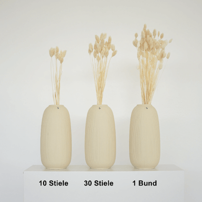 Phalaris I Kanariengras: Vielseitiger Allrounder für Deine Trockenblumen-Dekoration 