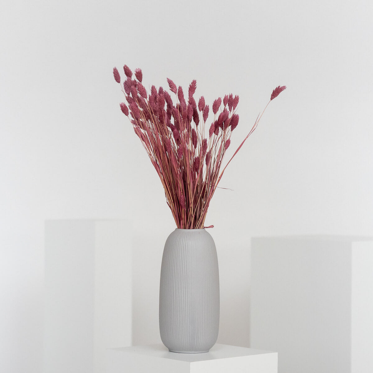 Phalaris I Kanariengras: Vielseitiger Allrounder für Deine Trockenblumen-Dekoration 