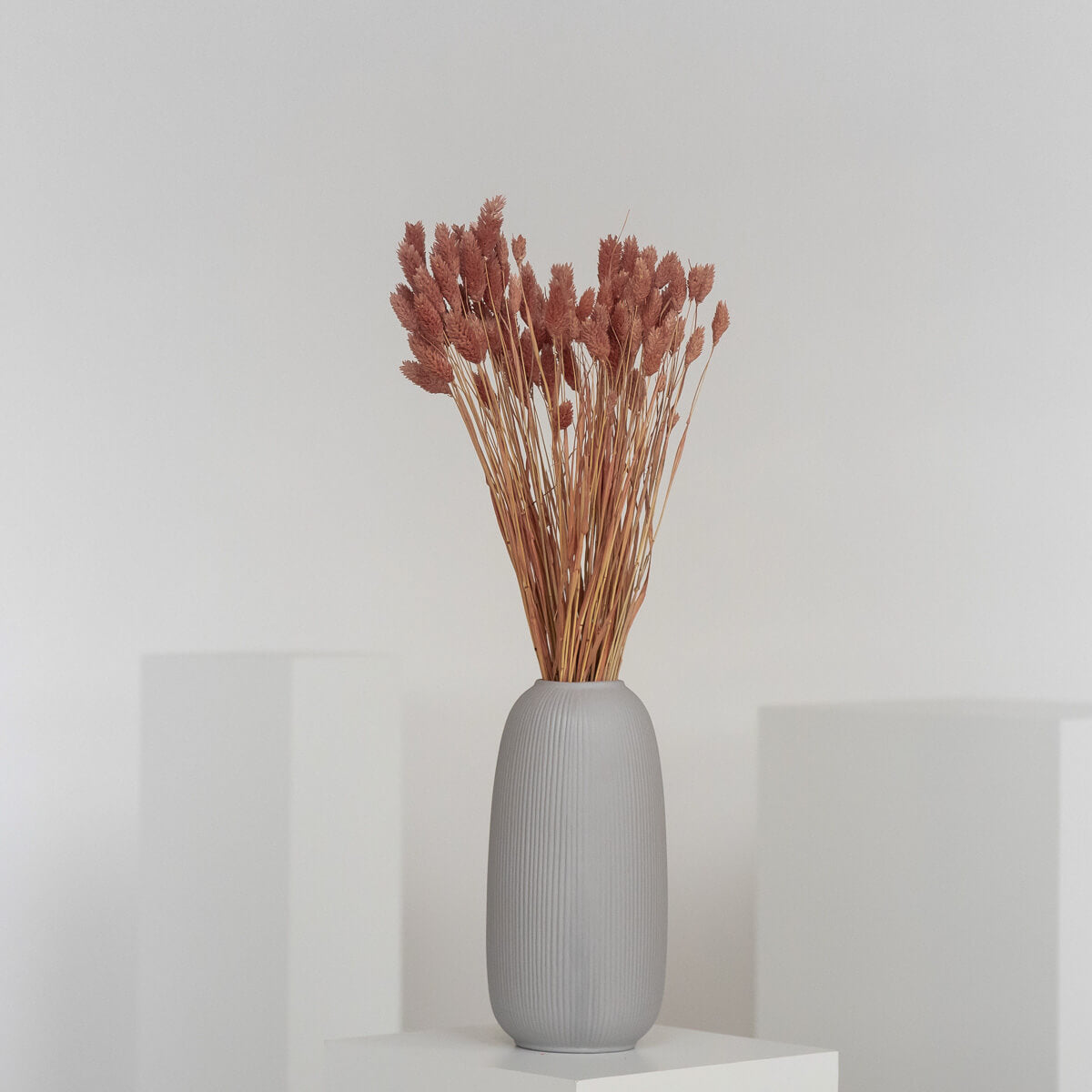 Phalaris I Kanariengras: Vielseitiger Allrounder für Deine Trockenblumen-Dekoration 