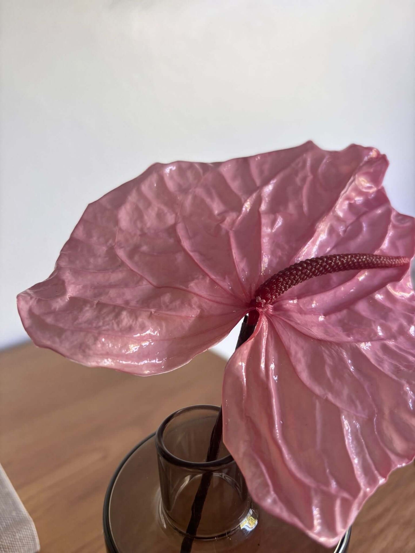 Anturie konserviert einzeln 