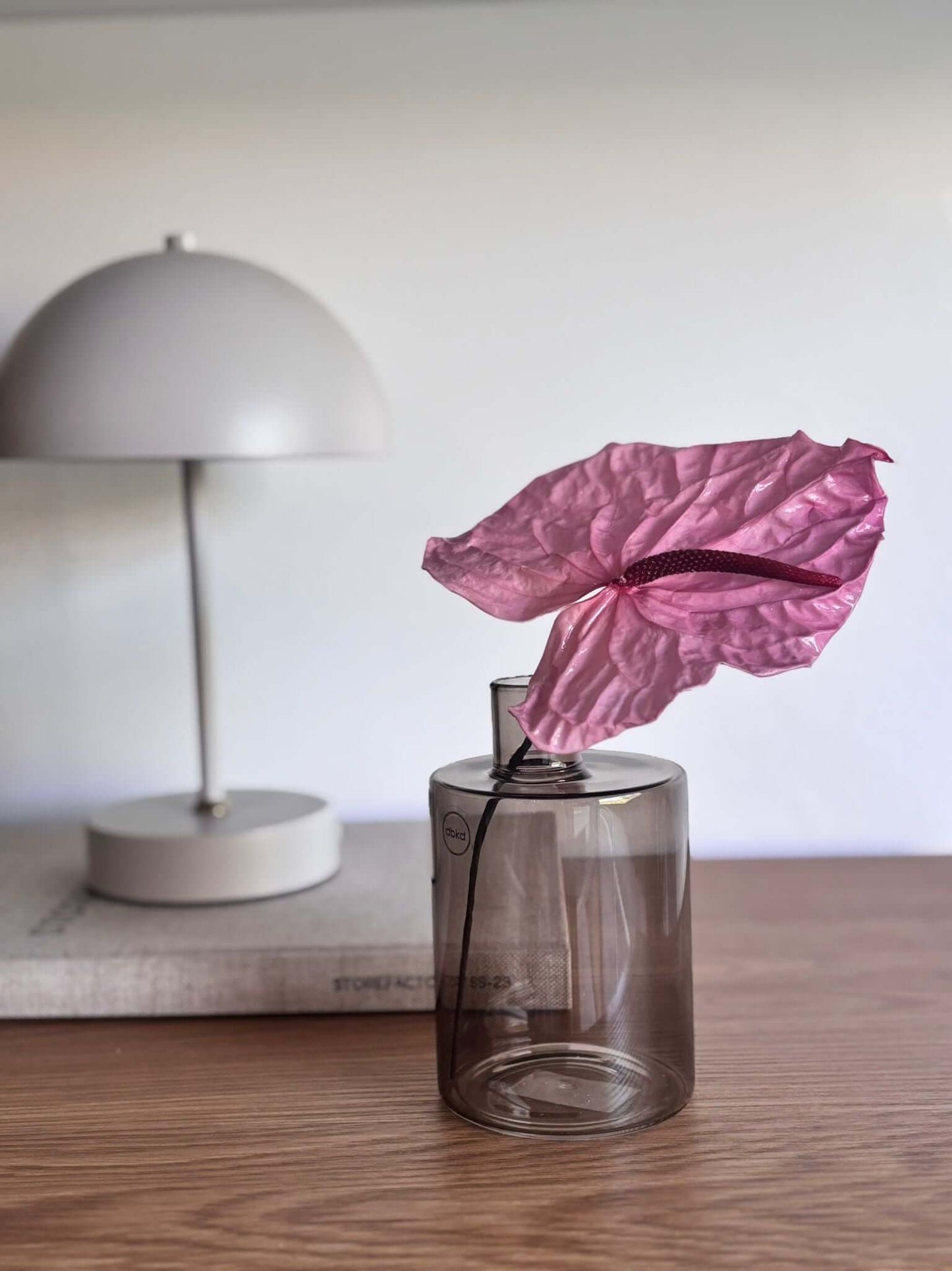 Anturie konserviert einzeln 