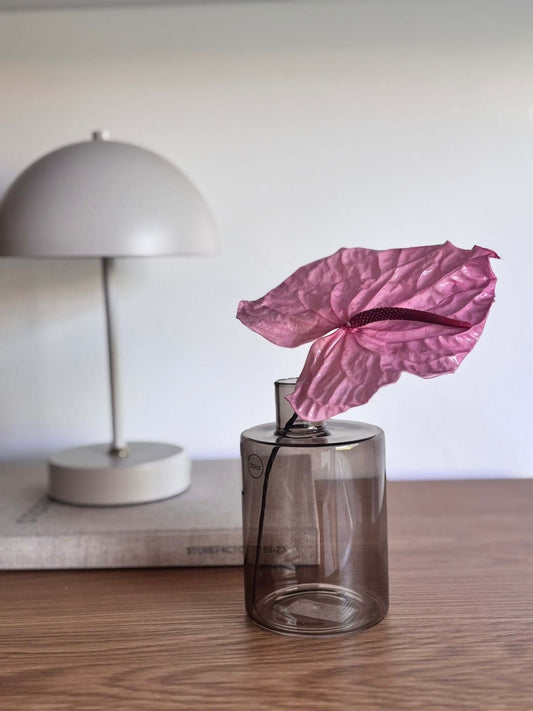 Anturie konserviert einzeln 