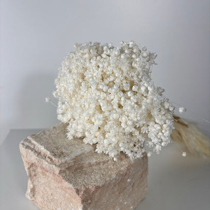 Glixia in Vielfalt: Farbenprächtige Trockenblumen für ein kreative Dekoration 