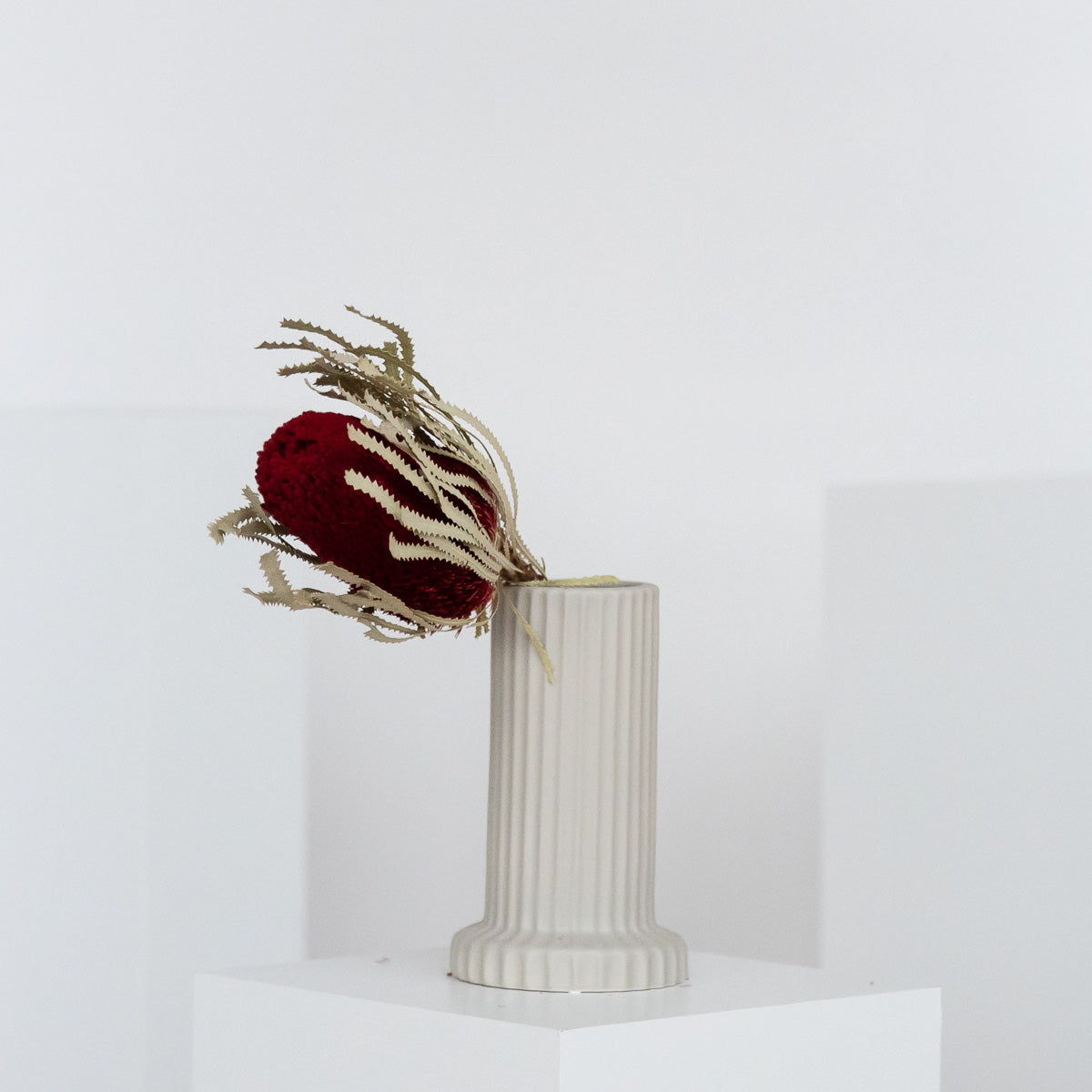 Trockenblume Banksia 