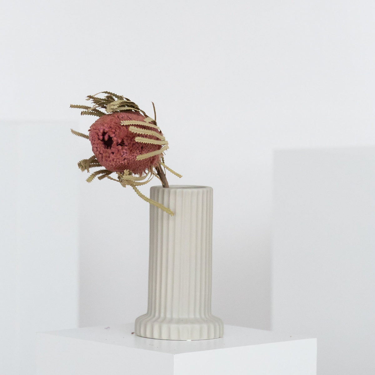 Trockenblume Banksia 