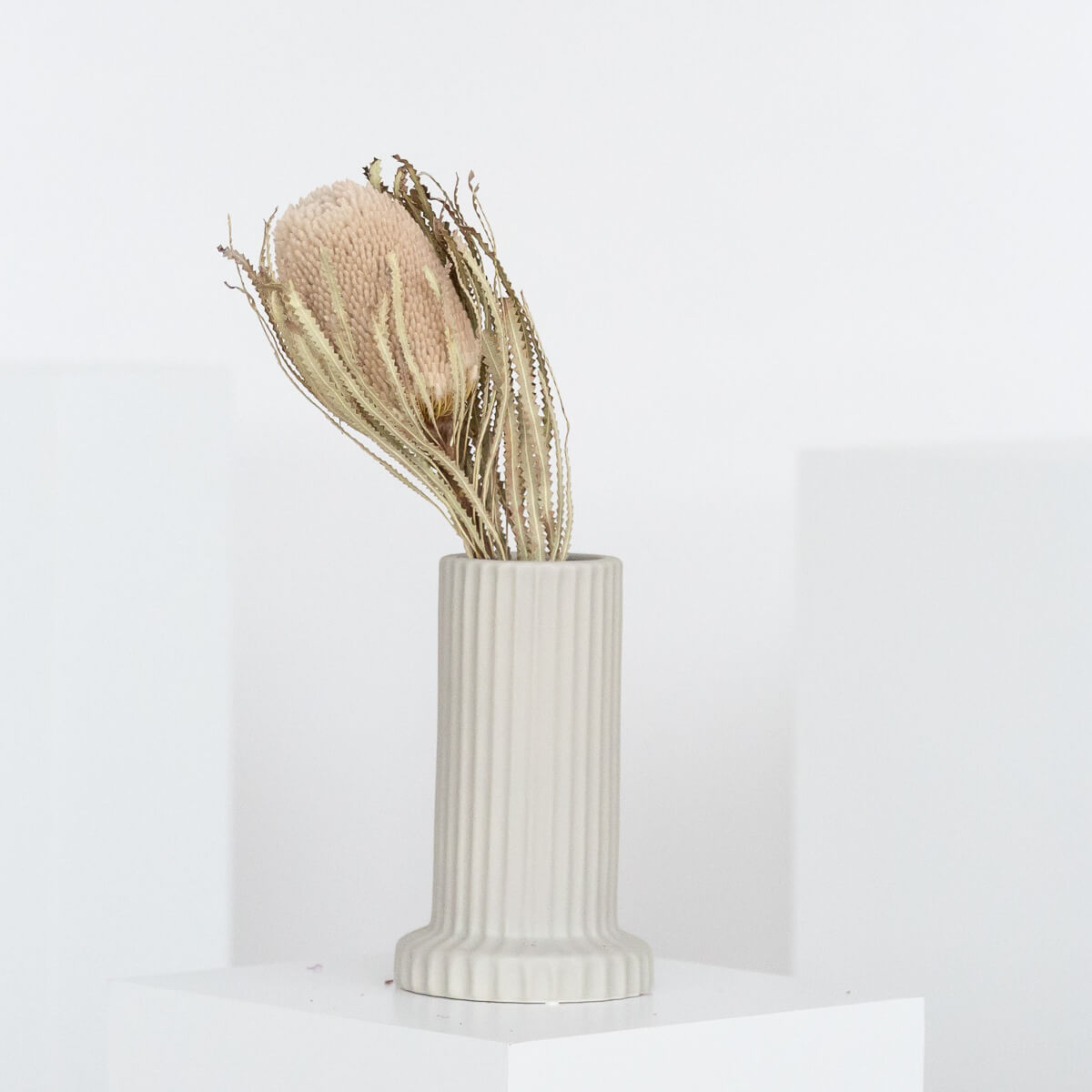 Trockenblume Banksia 