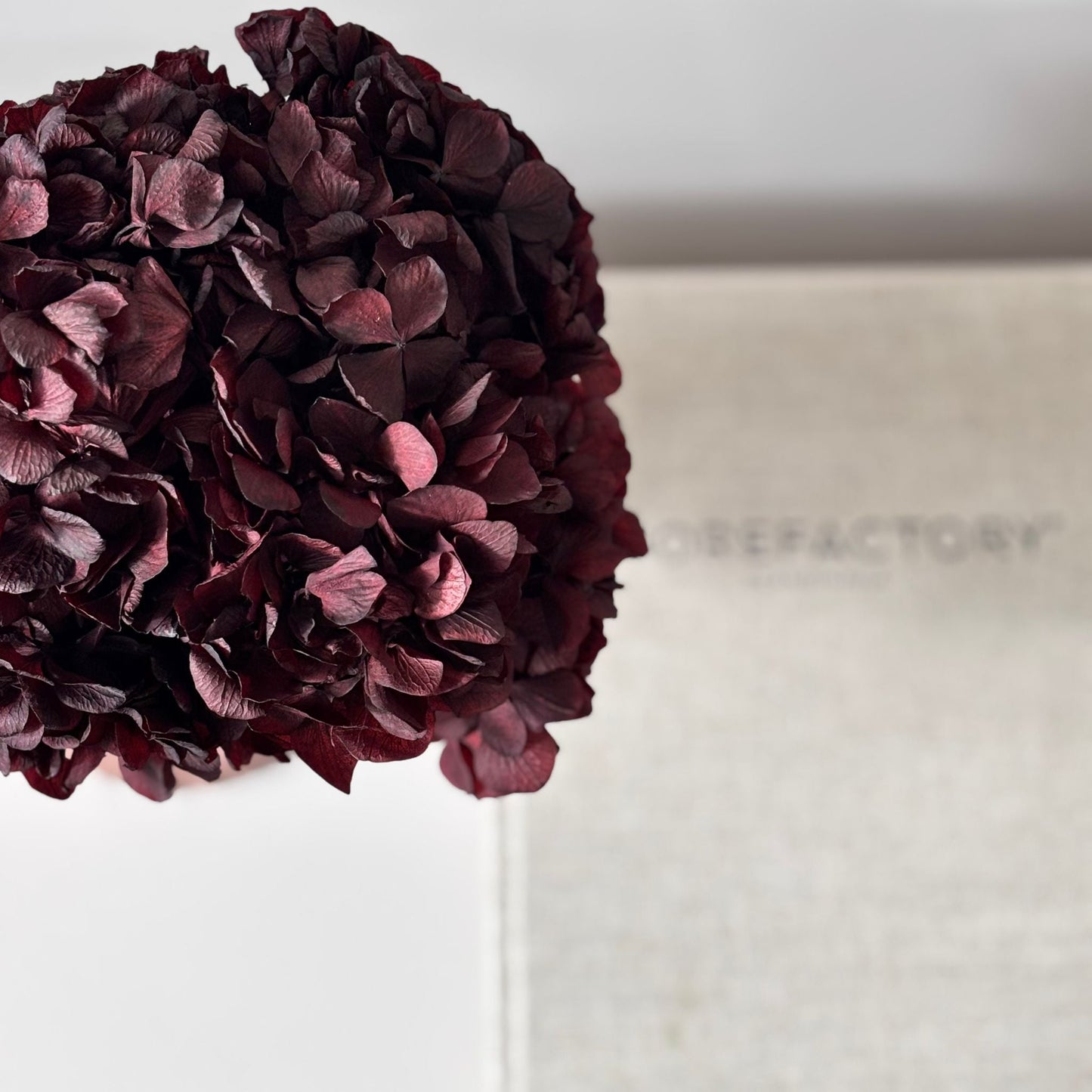 Hortensie: Zeitlose Schönheit, konservierte Hortensien als perfekte Dekoration 
