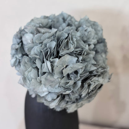 Hortensie: Zeitlose Schönheit, konservierte Hortensien als perfekte Dekoration 