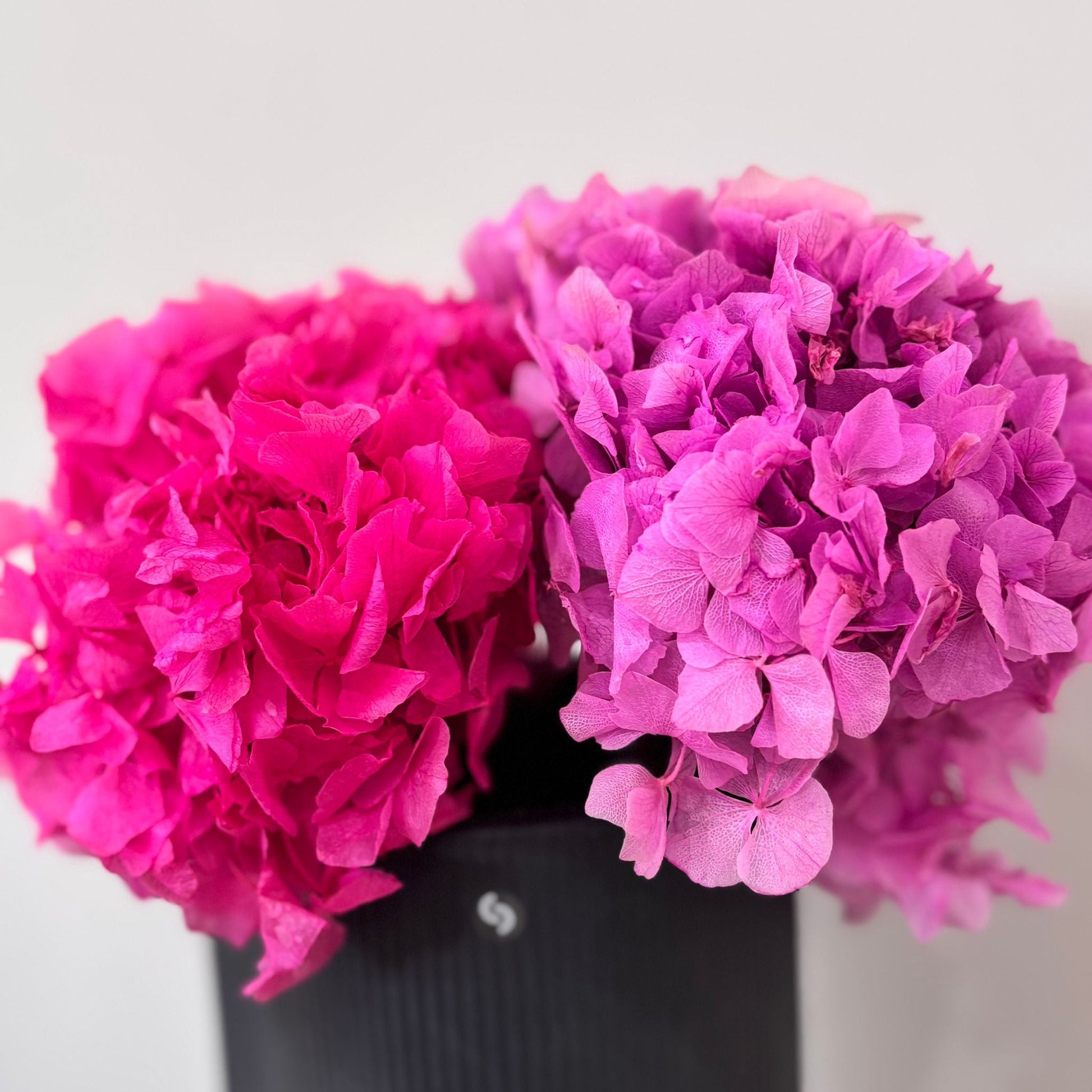 Hortensie: Zeitlose Schönheit, konservierte Hortensien als perfekte Dekoration 