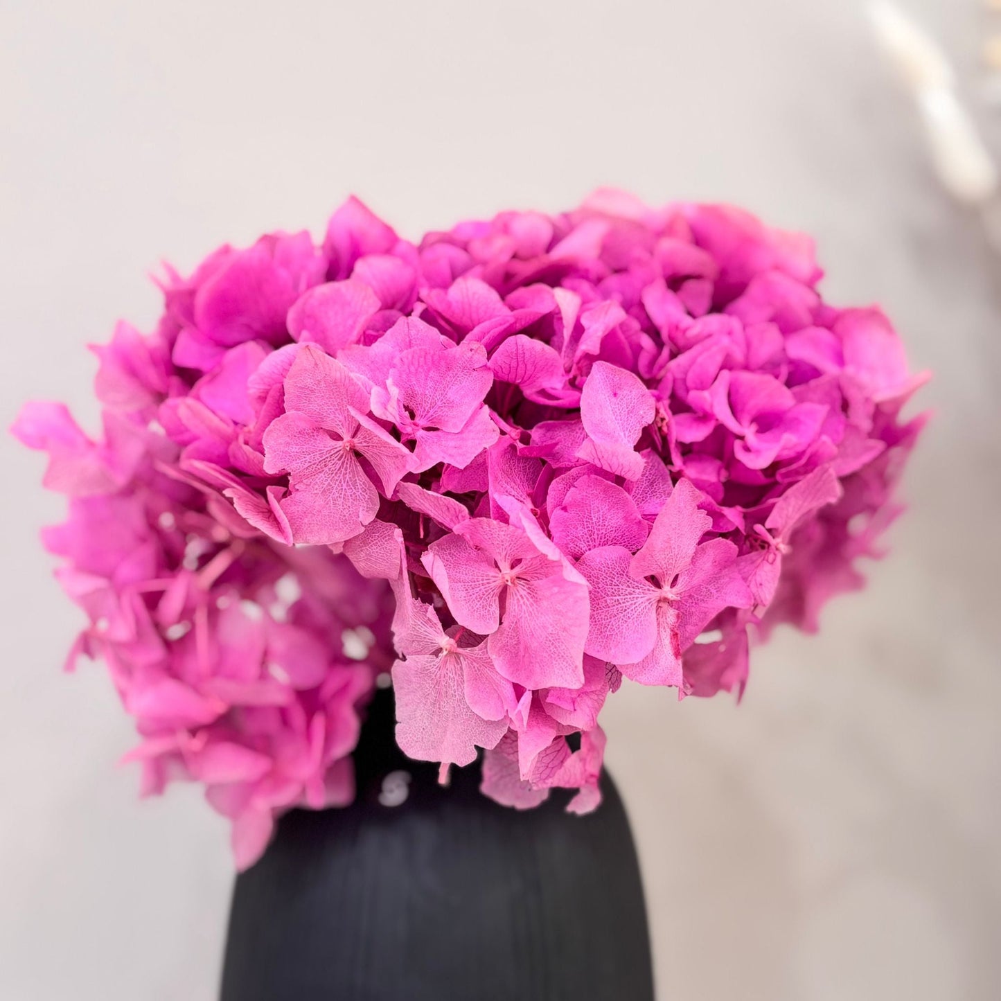 Hortensie: Zeitlose Schönheit, konservierte Hortensien als perfekte Dekoration 