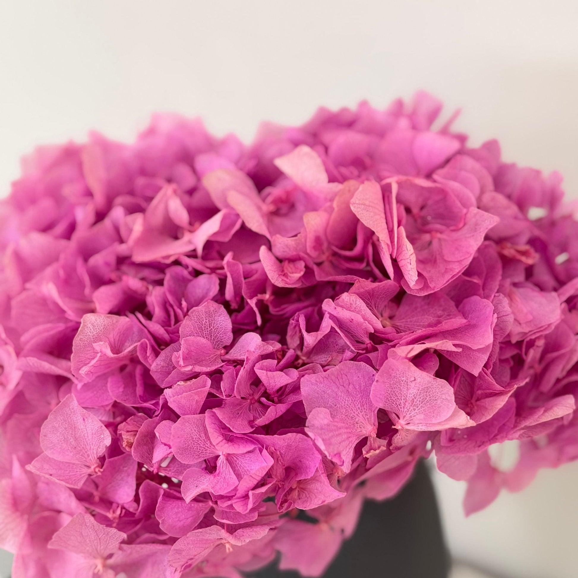 Hortensie: Zeitlose Schönheit, konservierte Hortensien als perfekte Dekoration 