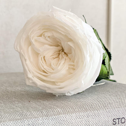 Konservierte/gefriergetrocknete, englische Rosen: Zeitlose Eleganz für die Ewigkeit 