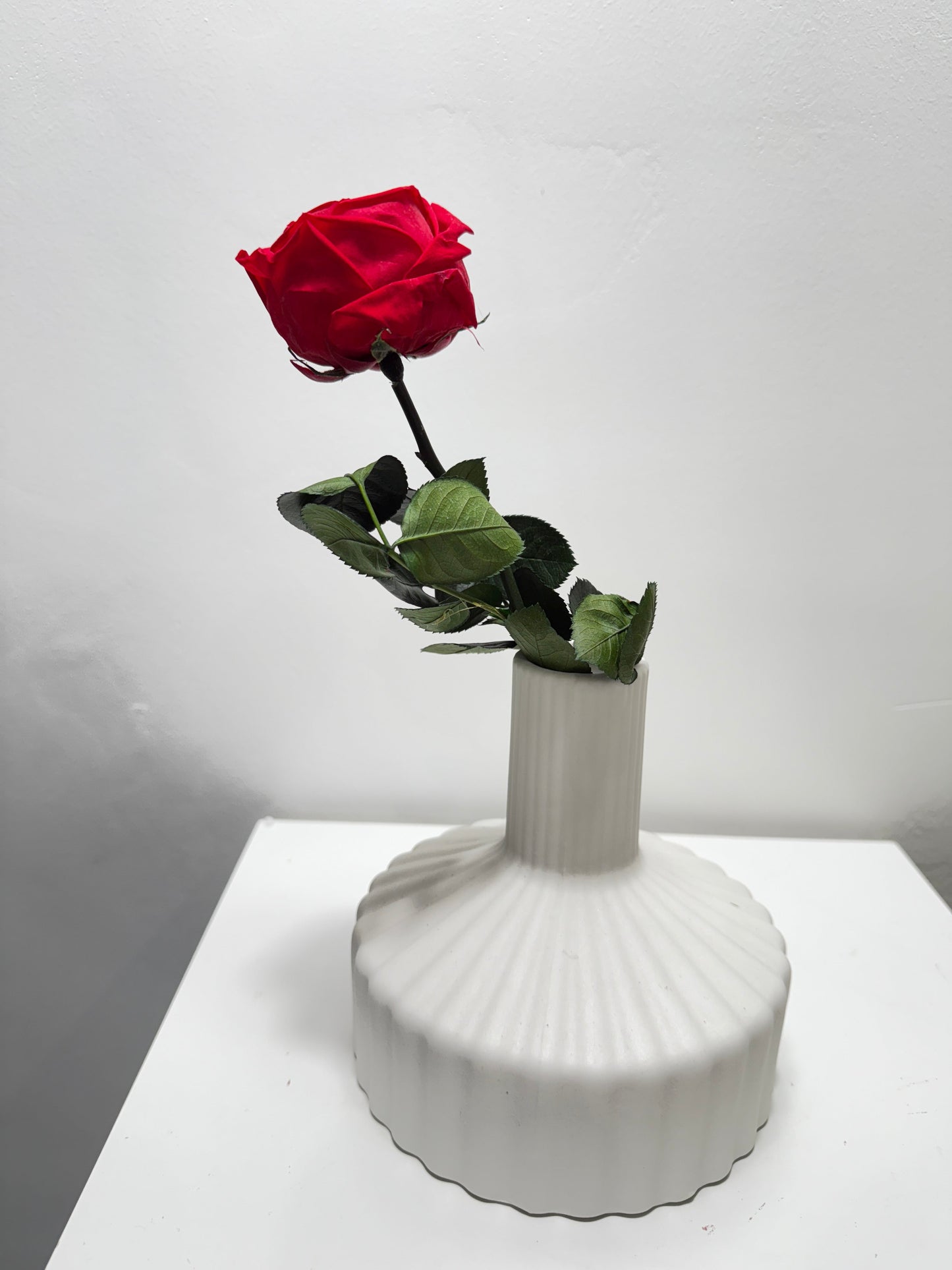 Konservierte/gefriergetrocknete, englische Rosen: Zeitlose Eleganz für die Ewigkeit 