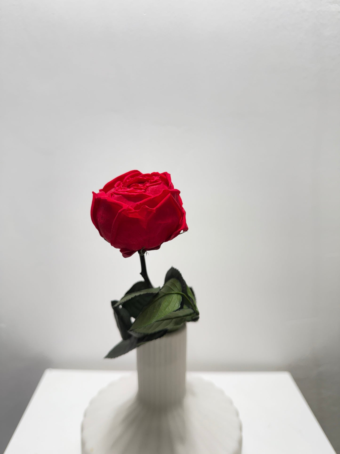 Konservierte/gefriergetrocknete, englische Rosen: Zeitlose Eleganz für die Ewigkeit 