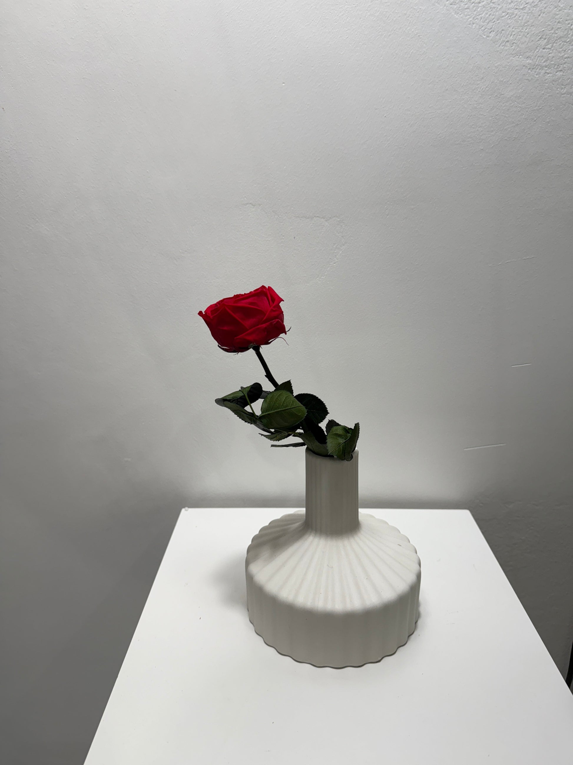 Konservierte/gefriergetrocknete, englische Rosen: Zeitlose Eleganz für die Ewigkeit 