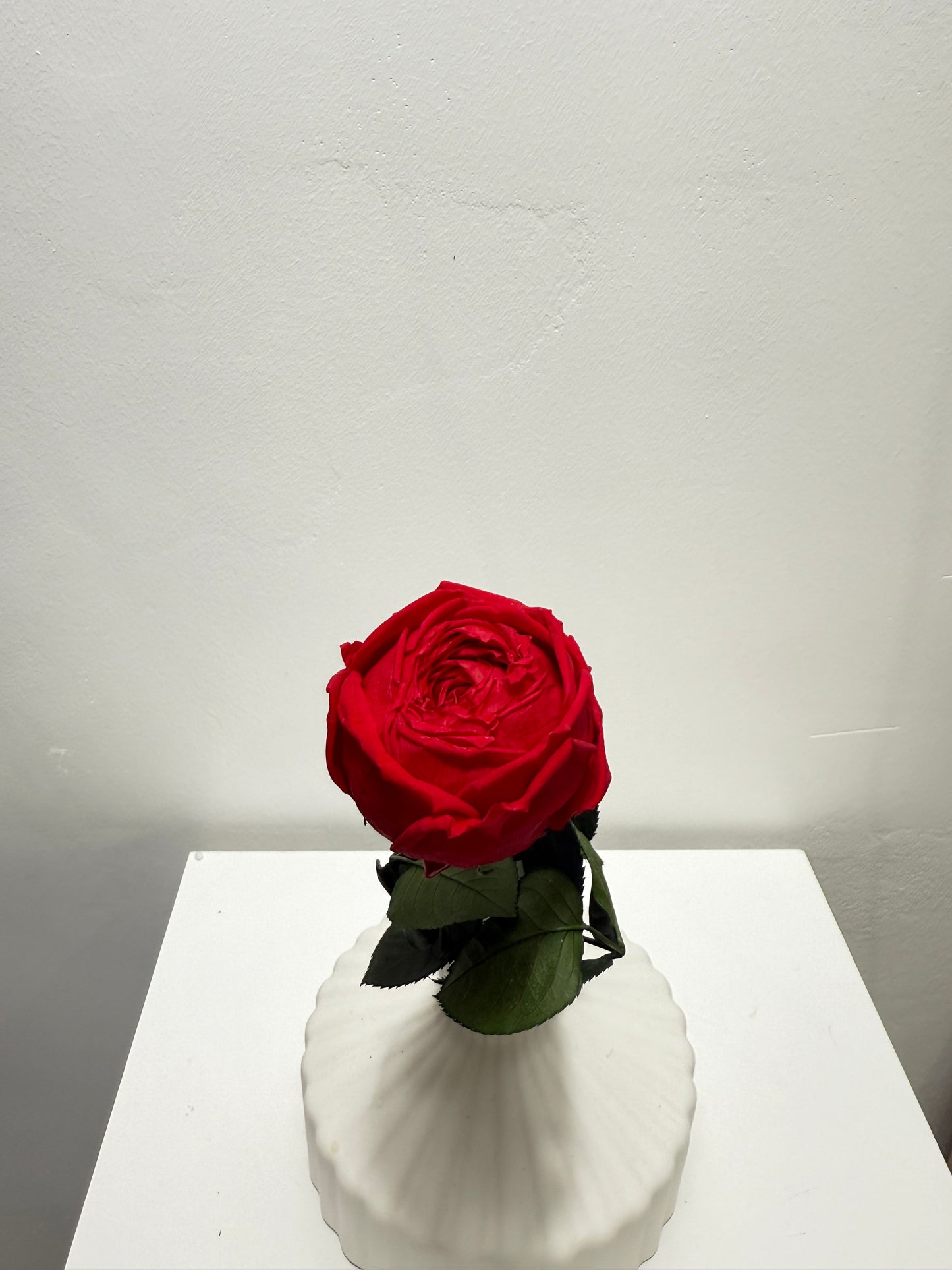 Konservierte/gefriergetrocknete, englische Rosen: Zeitlose Eleganz für die Ewigkeit 