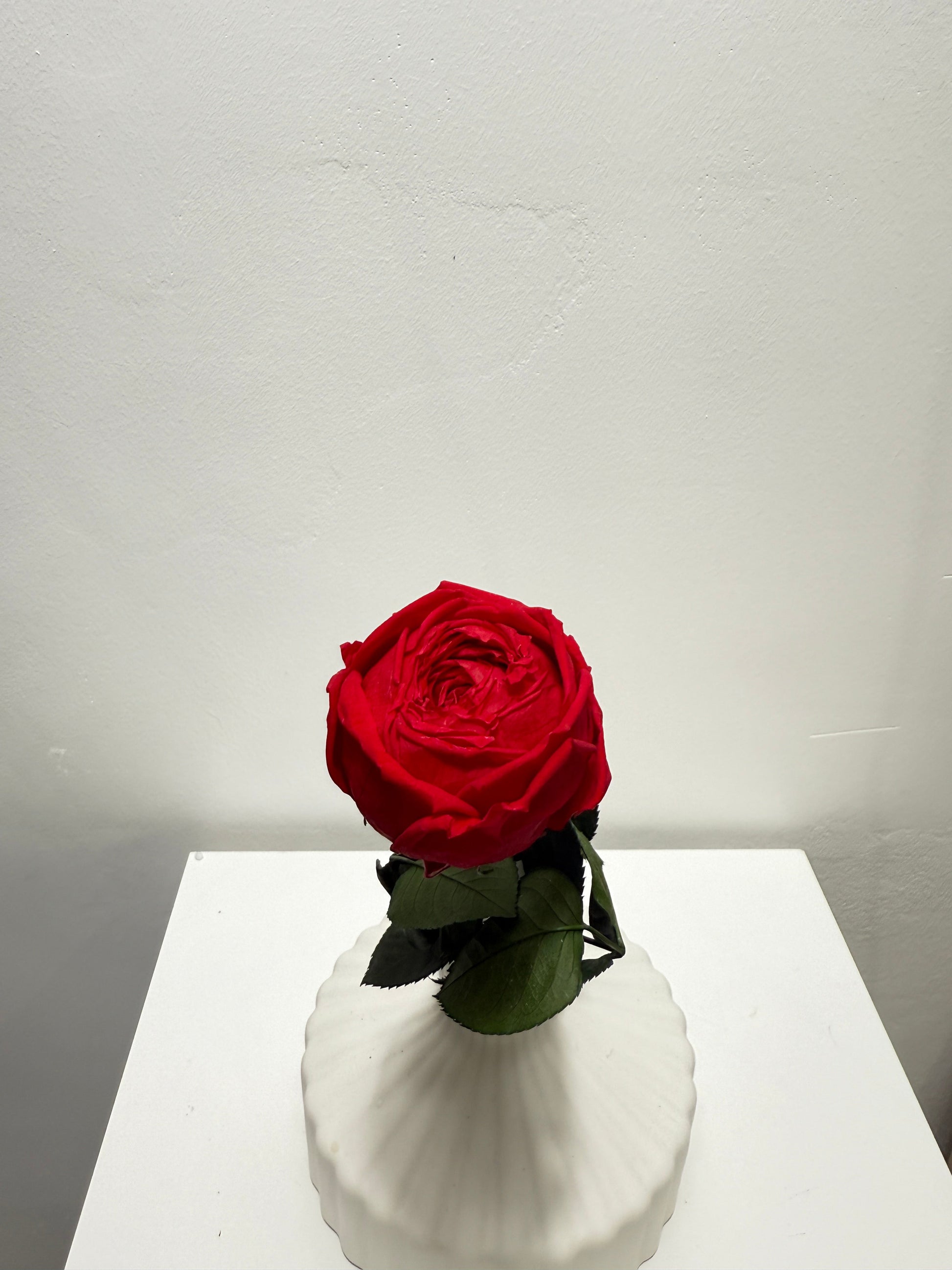 Konservierte/gefriergetrocknete, englische Rosen: Zeitlose Eleganz für die Ewigkeit 