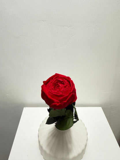 Konservierte/gefriergetrocknete, englische Rosen: Zeitlose Eleganz für die Ewigkeit 