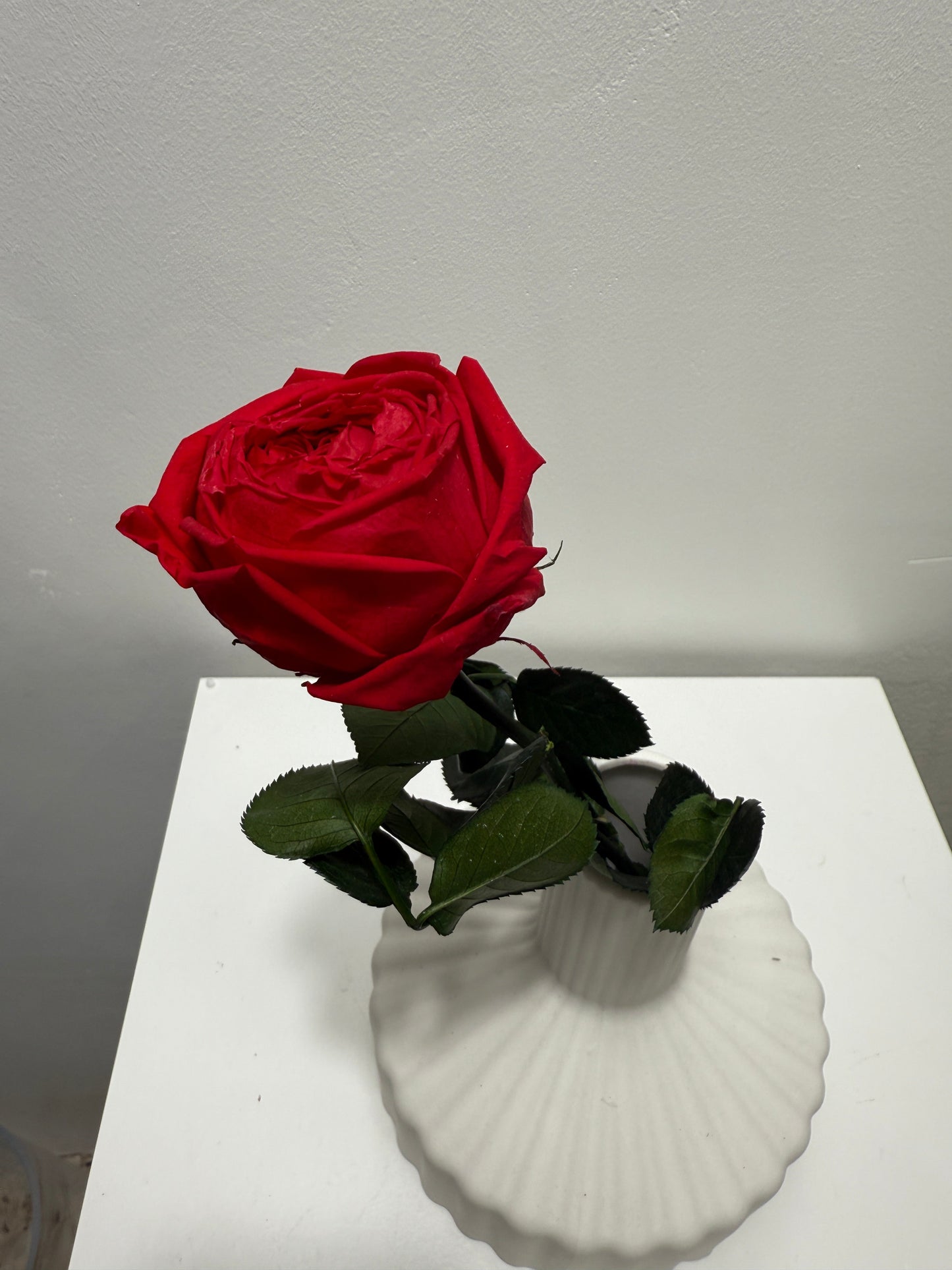 Konservierte/gefriergetrocknete, englische Rosen: Zeitlose Eleganz für die Ewigkeit 