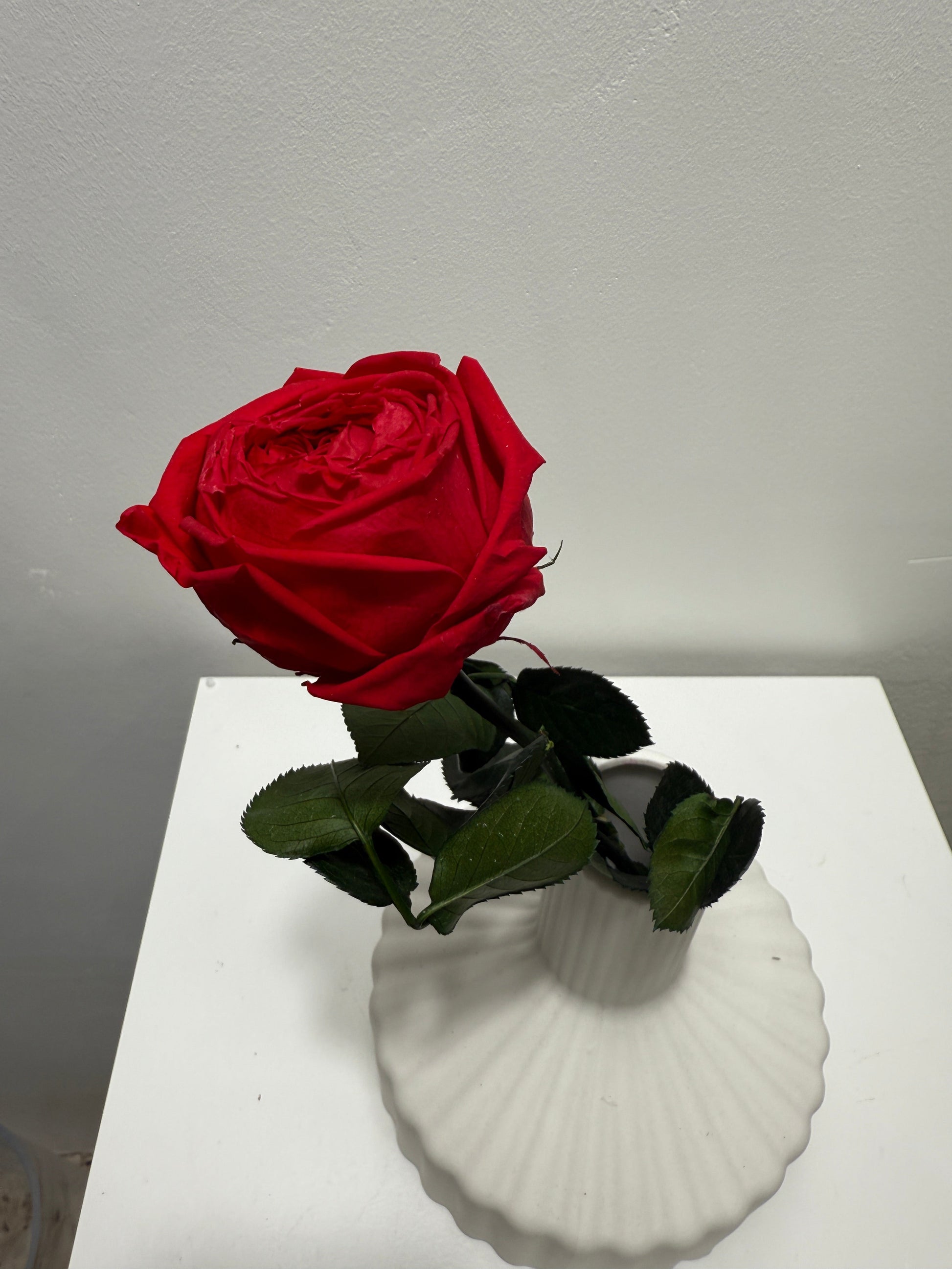 Konservierte/gefriergetrocknete, englische Rosen: Zeitlose Eleganz für die Ewigkeit 