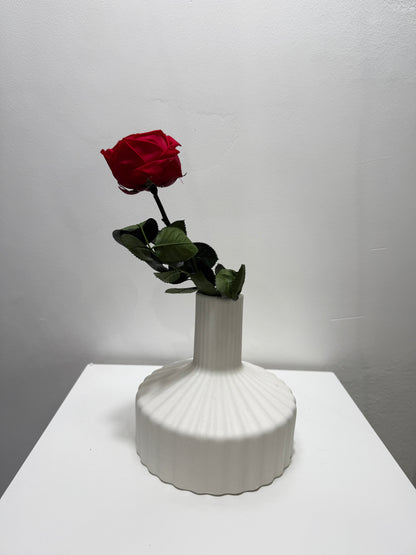 Konservierte/gefriergetrocknete, englische Rosen: Zeitlose Eleganz für die Ewigkeit 