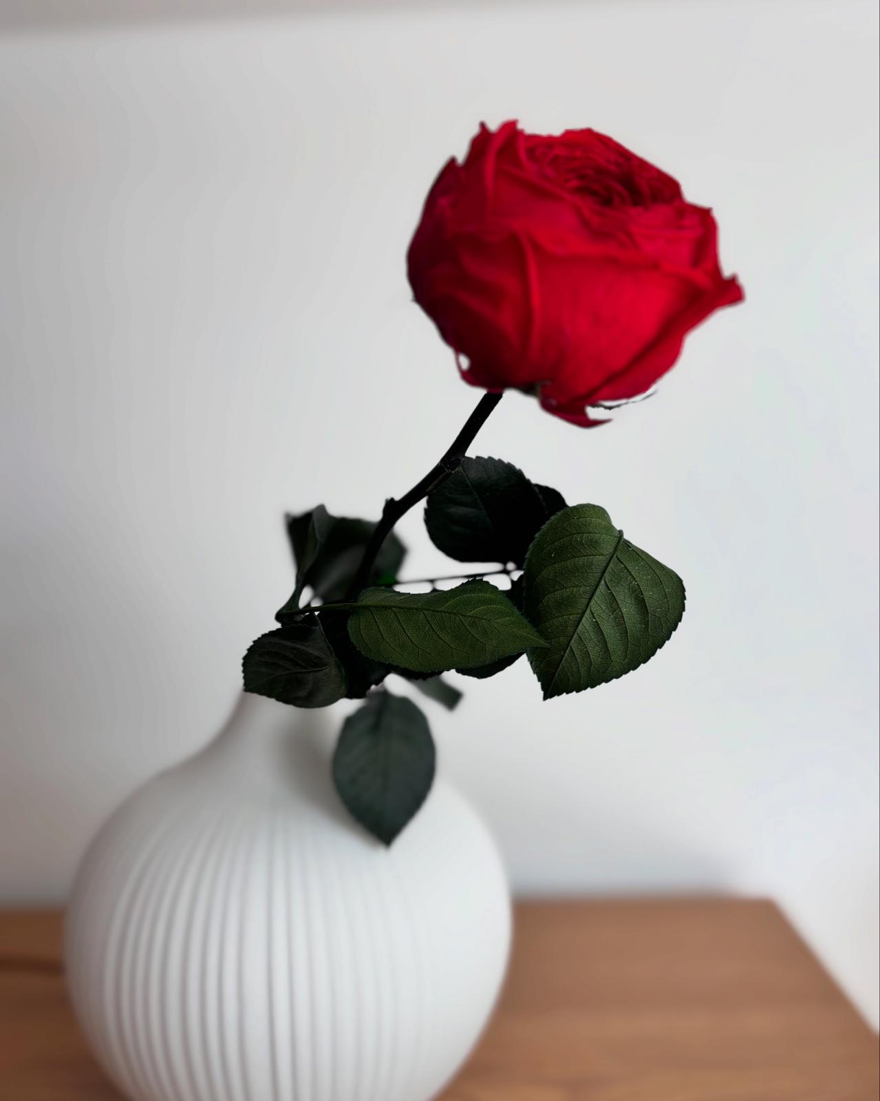 Konservierte/gefriergetrocknete, englische Rosen: Zeitlose Eleganz für die Ewigkeit 