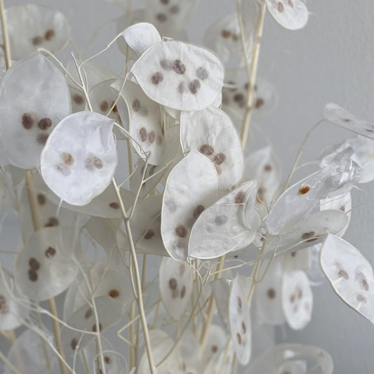 Lunaria: zartes Schimmern für Dein individuelles Trockenblumen-Arrangement 