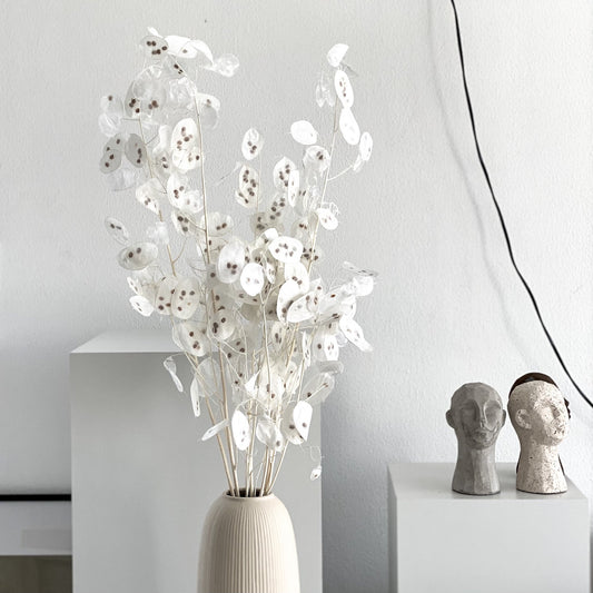 Lunaria: zartes Schimmern für Dein individuelles Trockenblumen-Arrangement 