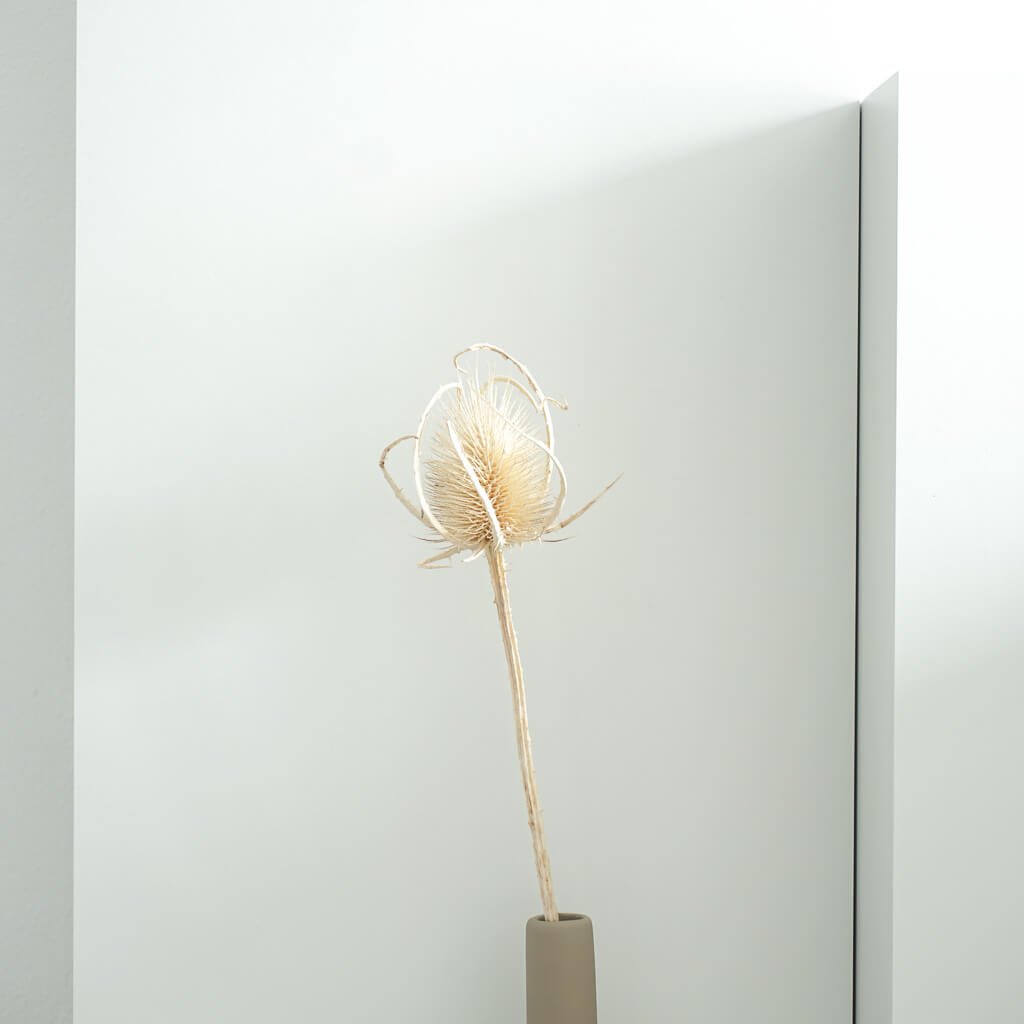 Getrocknete Distel - Cardi 