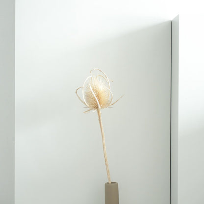 Getrocknete Distel - Cardi 