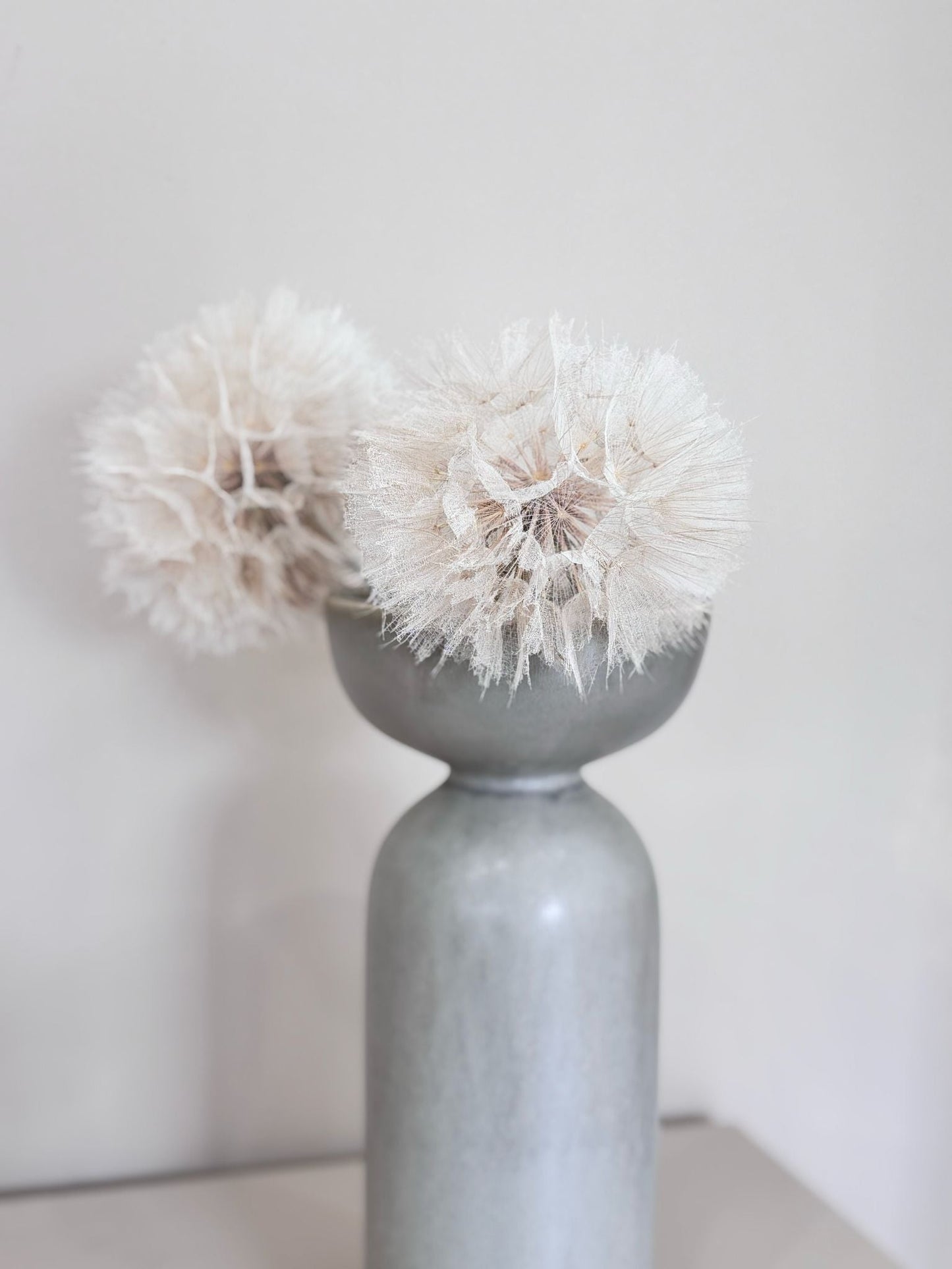 Pusteblume getrocknet einzeln 