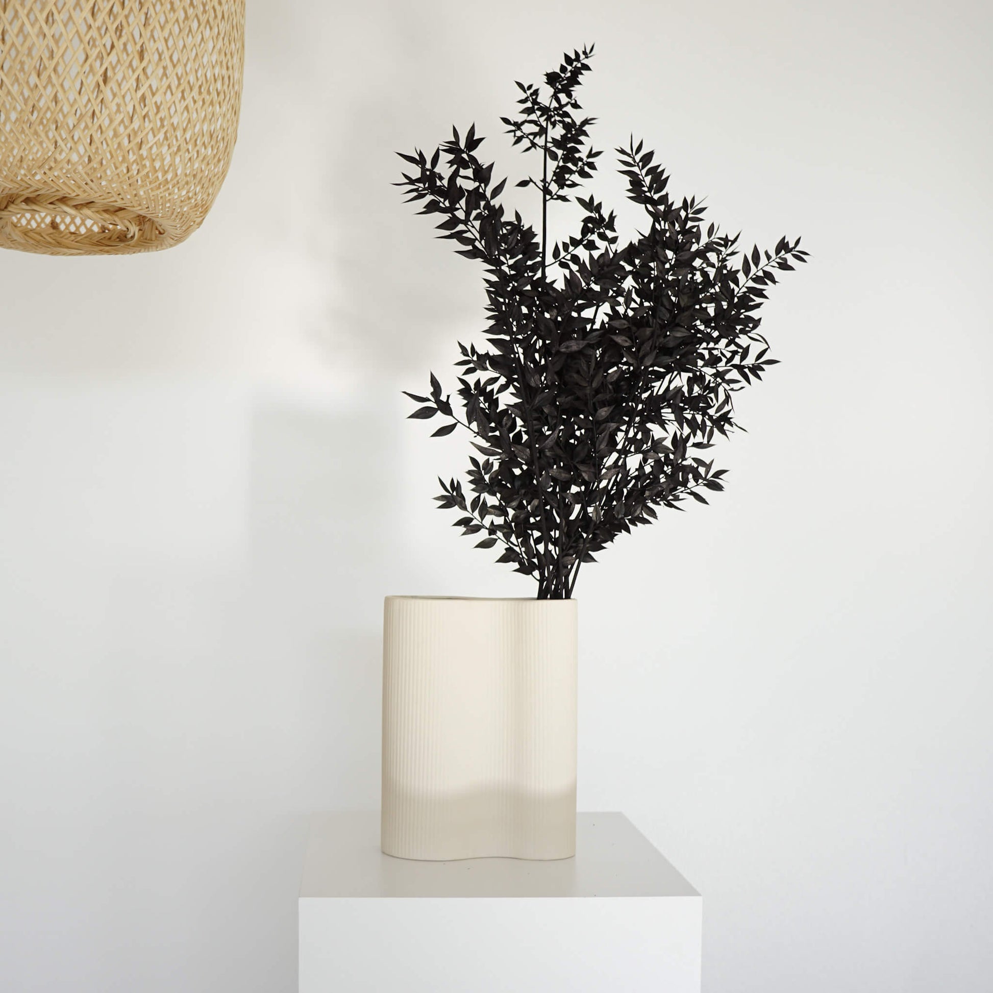 Ruskus / Mäusedorne konserviert 